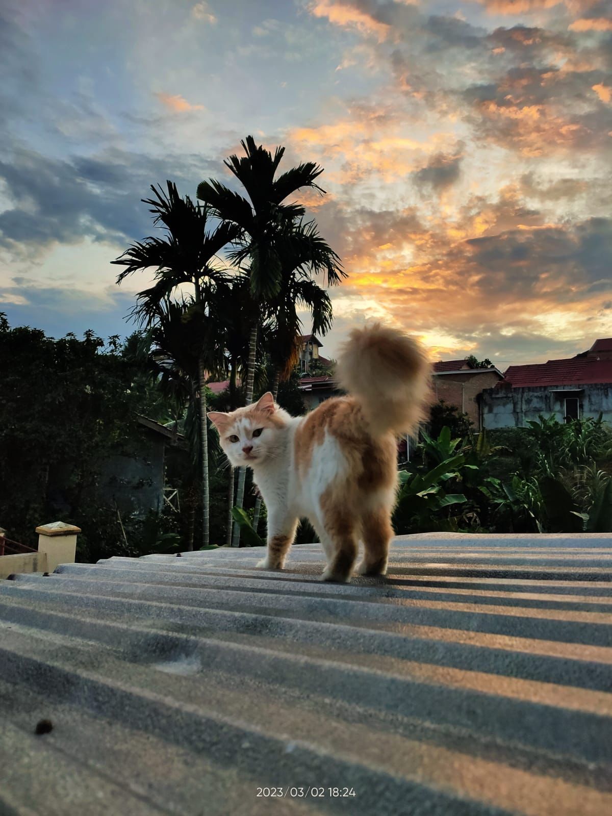 Selamat ! Foto Kucing Karya Ananda Pratama, Mahasiswa PTIK UBH 20 Raih Juara I